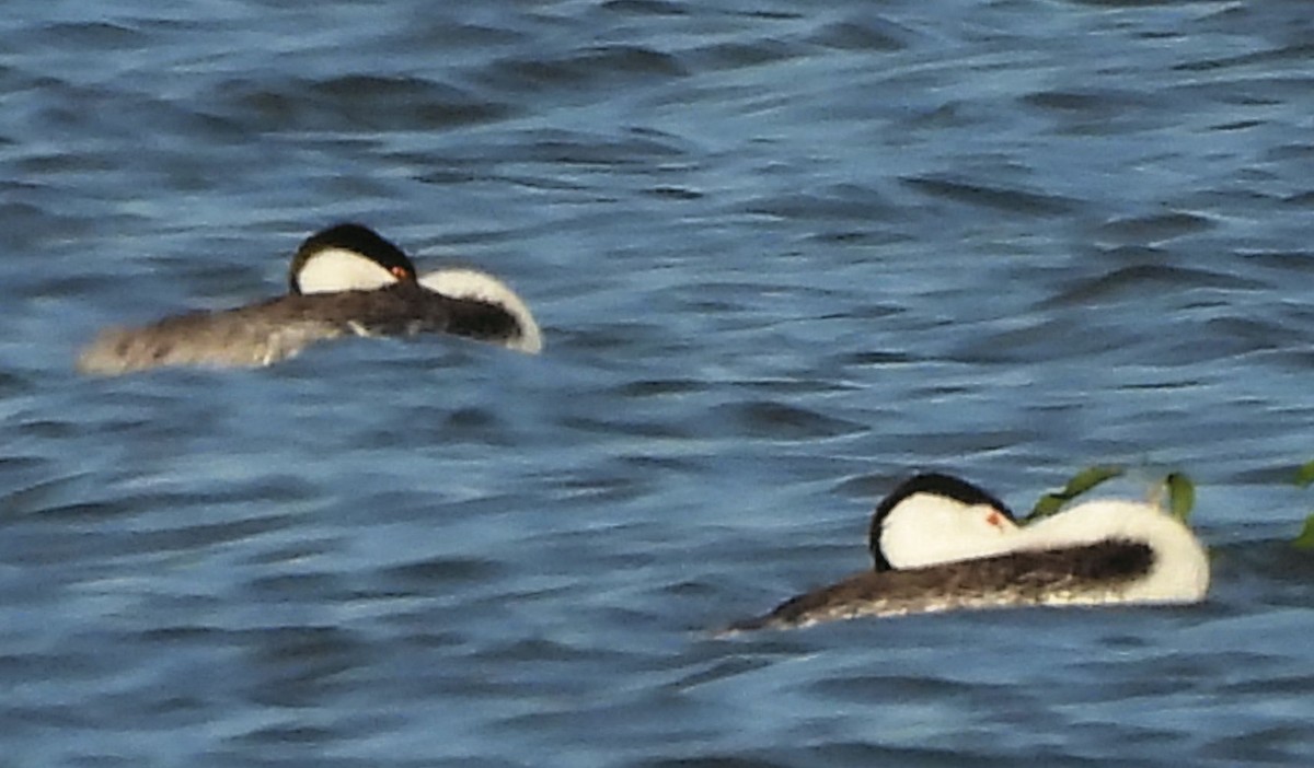 Clark's Grebe - ML639612926