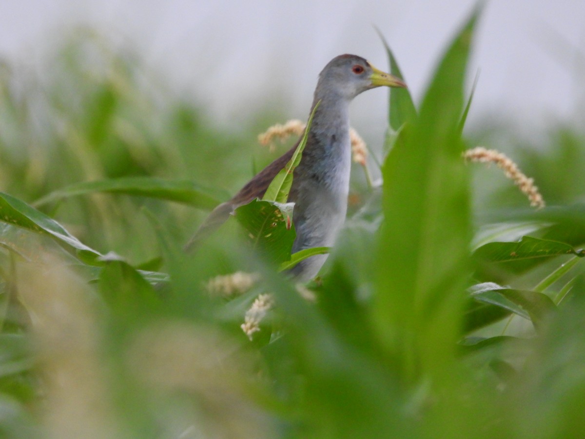 Azure Gallinule - ML639613011