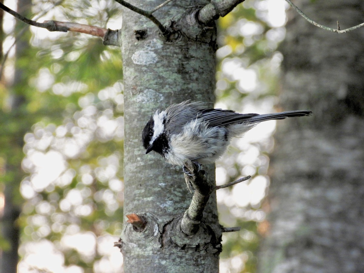 Black-capped Chickadee - ML639613159