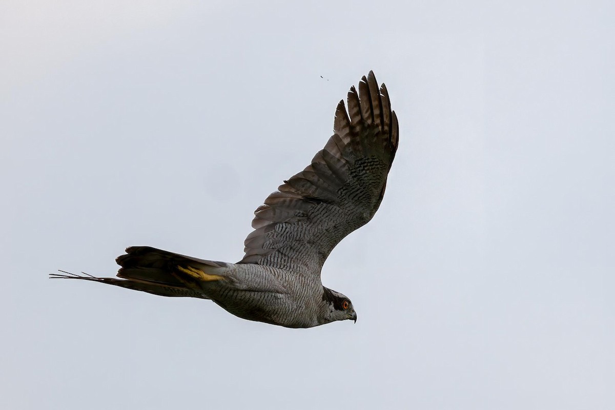 Eurasian Goshawk - ML639613199