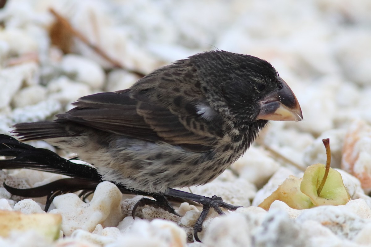 Large Ground-Finch - ML639613225