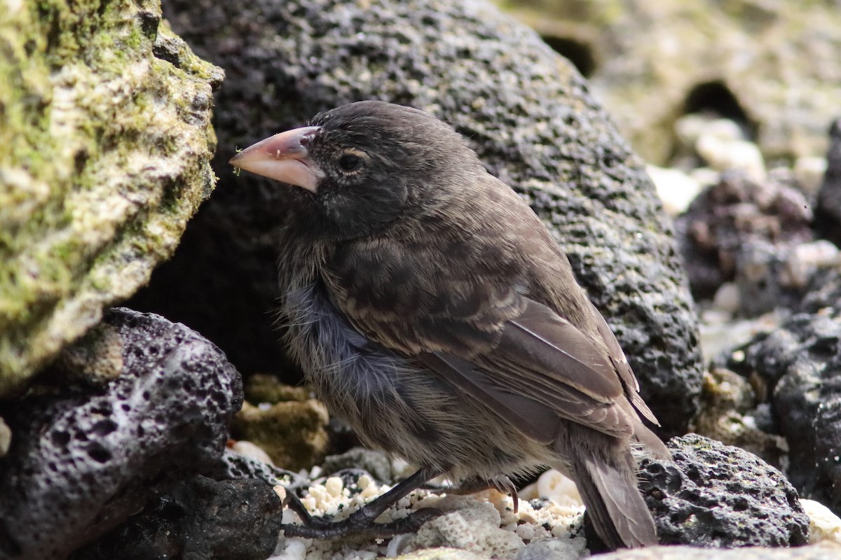Large Ground-Finch - ML639613226