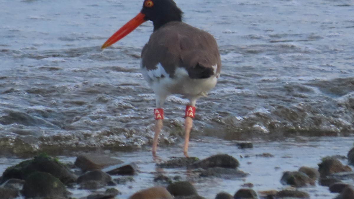 American Oystercatcher - ML639613256