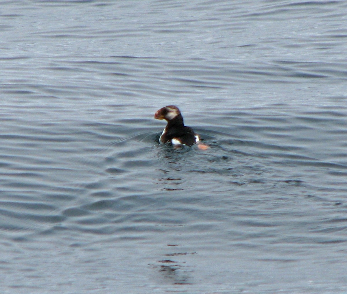 Horned Puffin - ML639613285