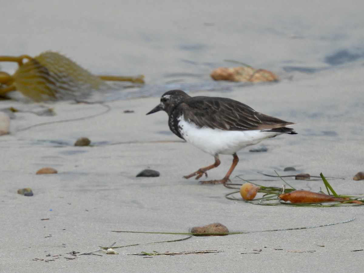 Black Turnstone - ML639613353