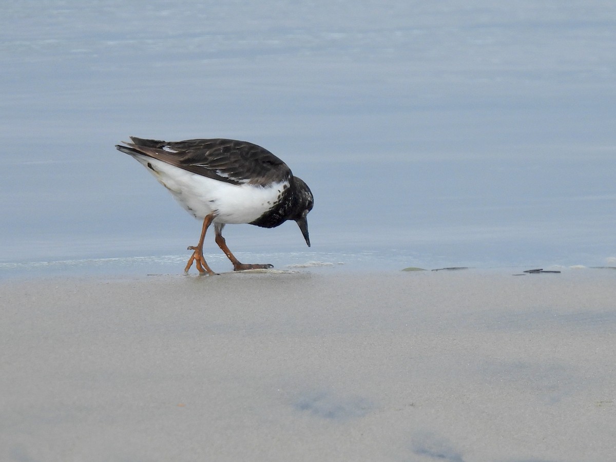 Black Turnstone - ML639613355
