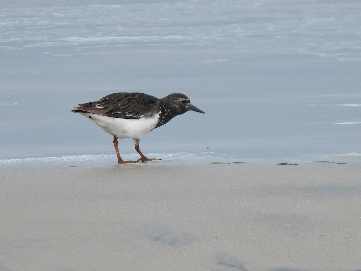 Black Turnstone - ML639613358