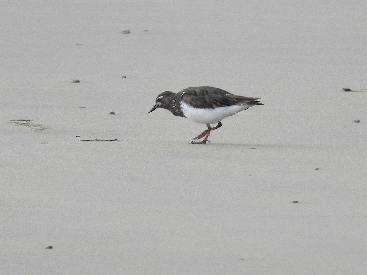 Black Turnstone - ML639613366