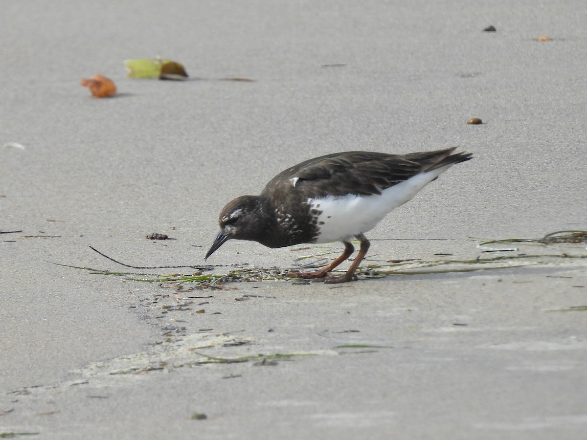Black Turnstone - ML639613393