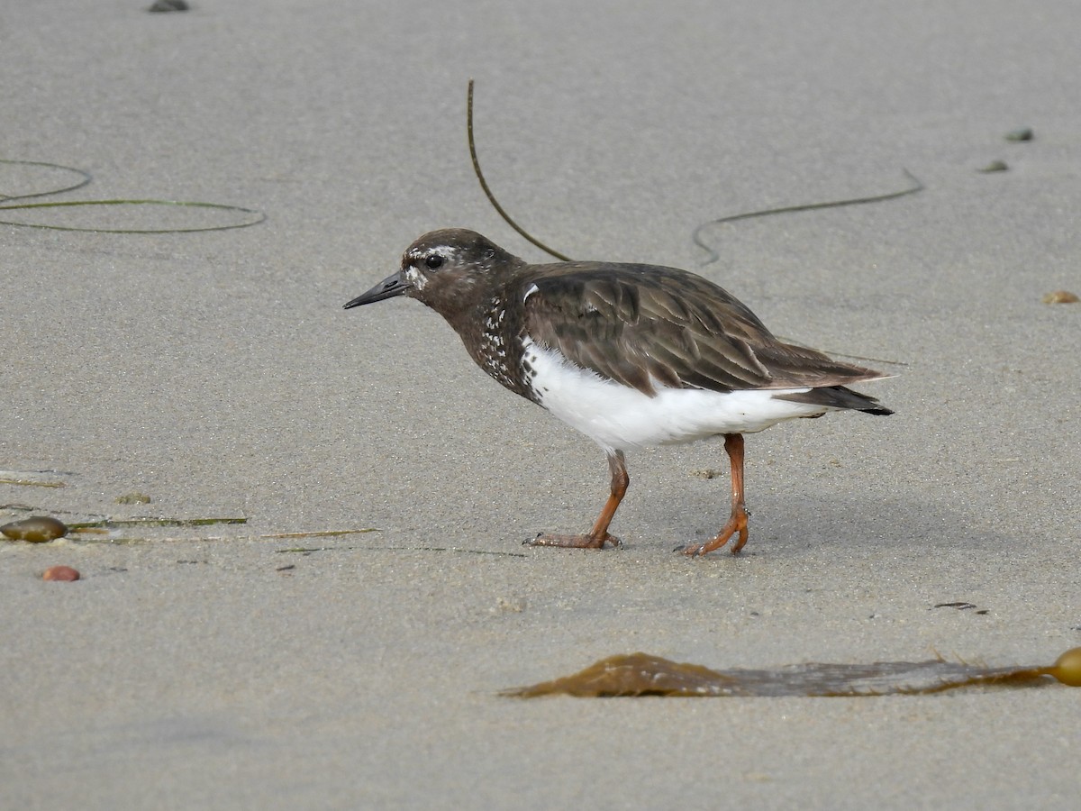 Black Turnstone - ML639613404