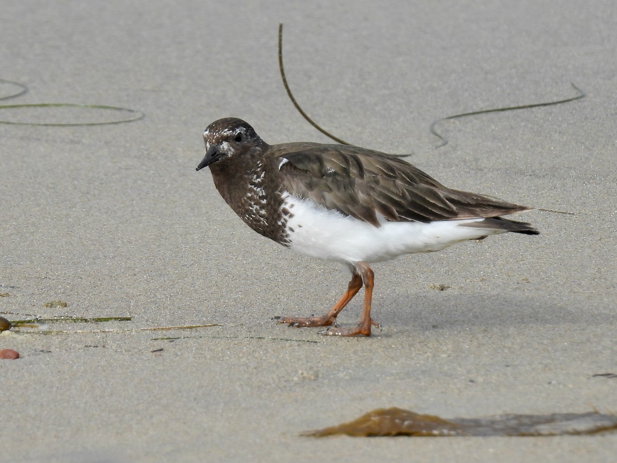 Black Turnstone - ML639613405