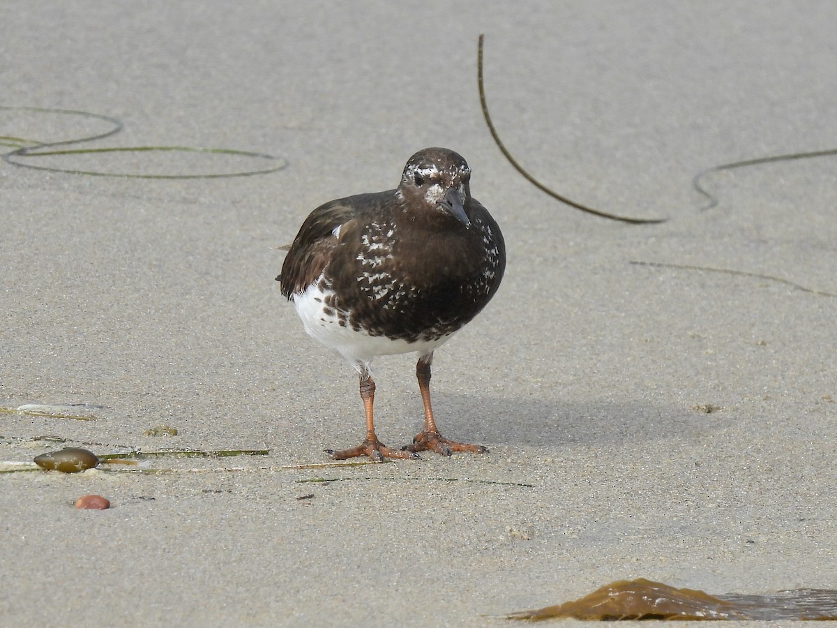 Black Turnstone - ML639613423