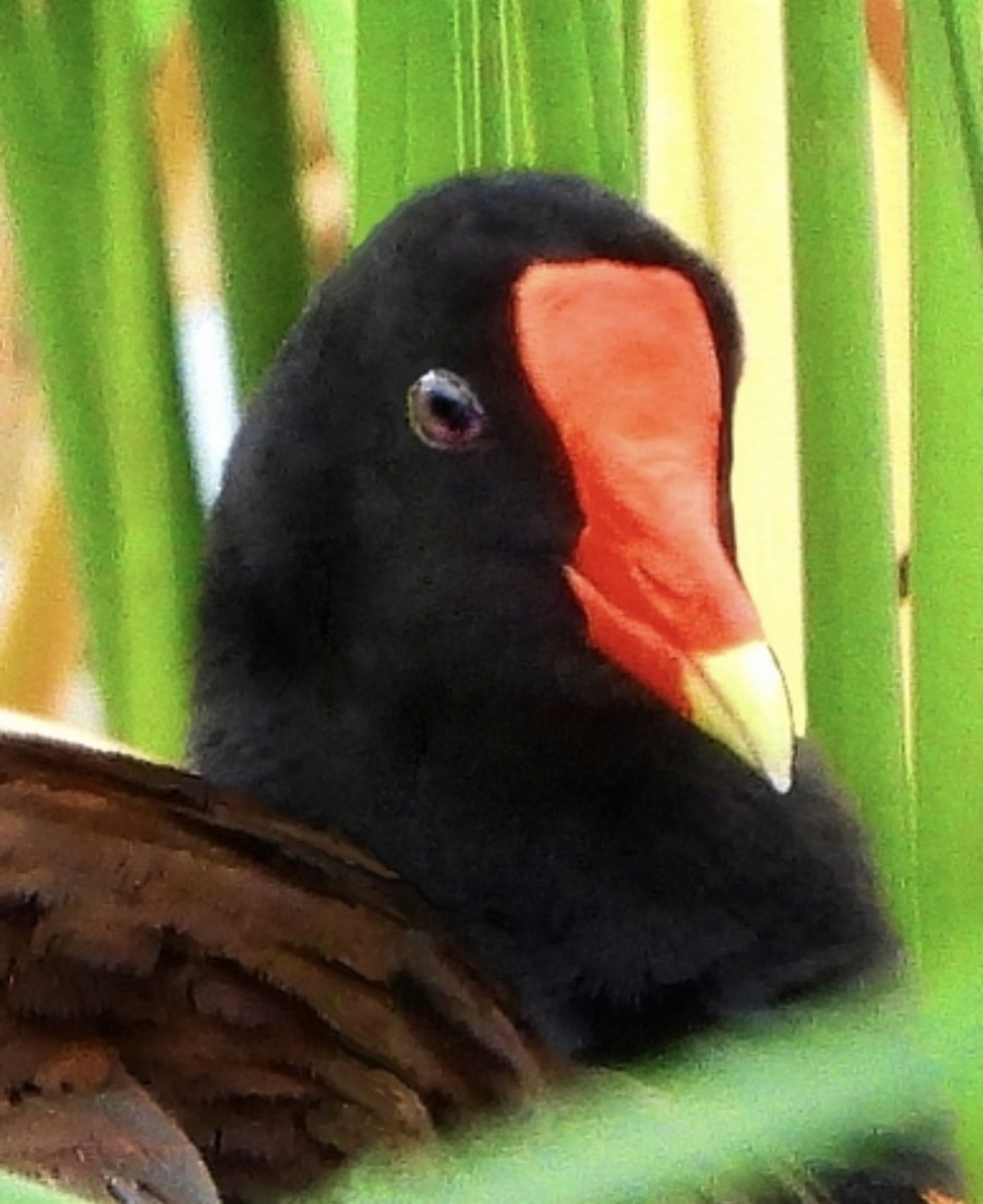 Common Gallinule - ML639613660