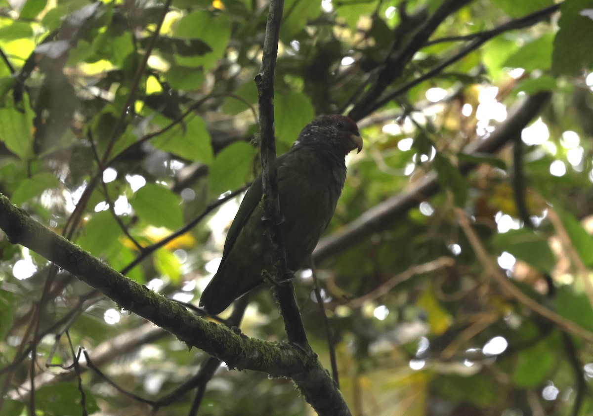 バラガシラインコ - ML639613705