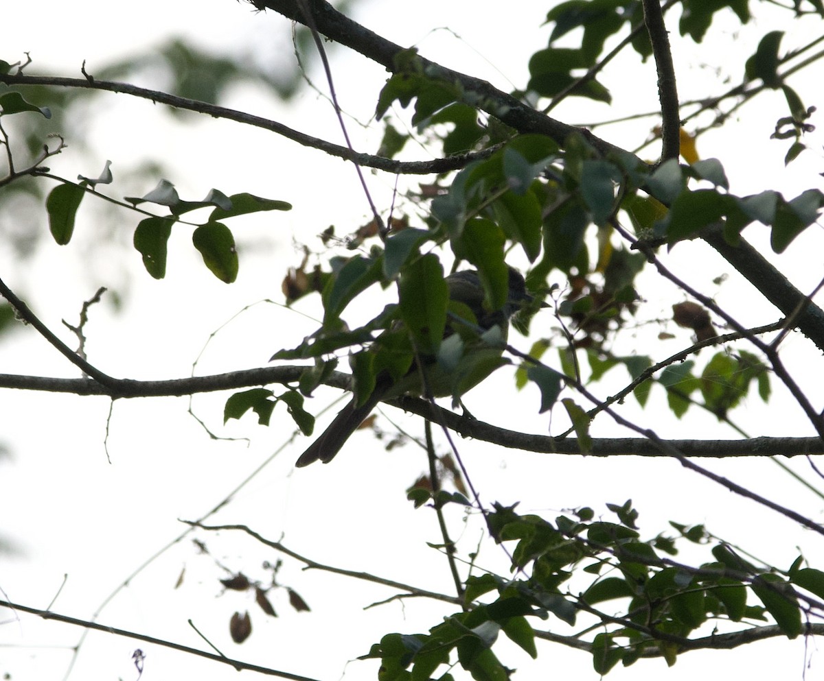 Sooty-crowned Flycatcher - ML639613775