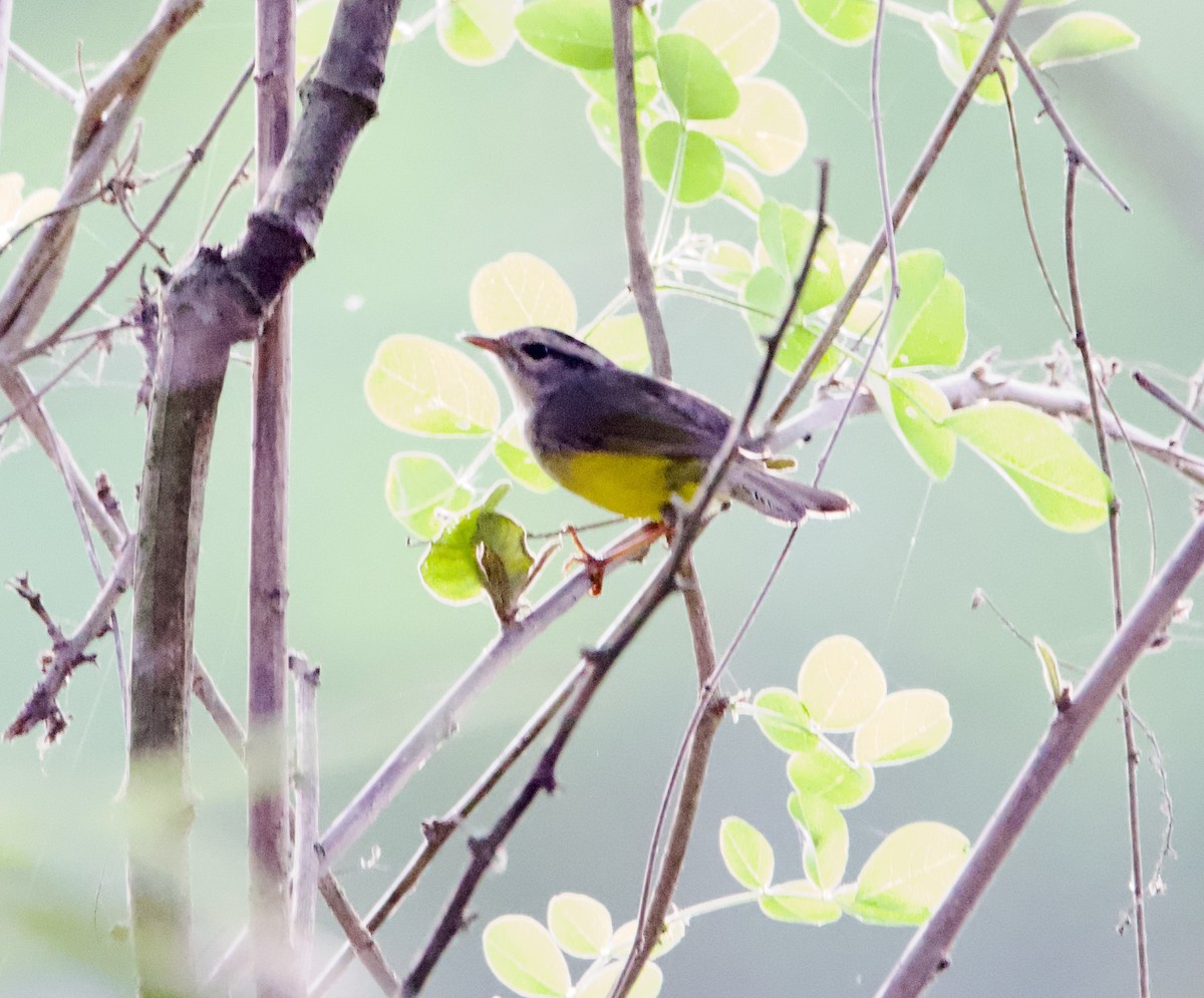 Three-banded Warbler - ML639613776