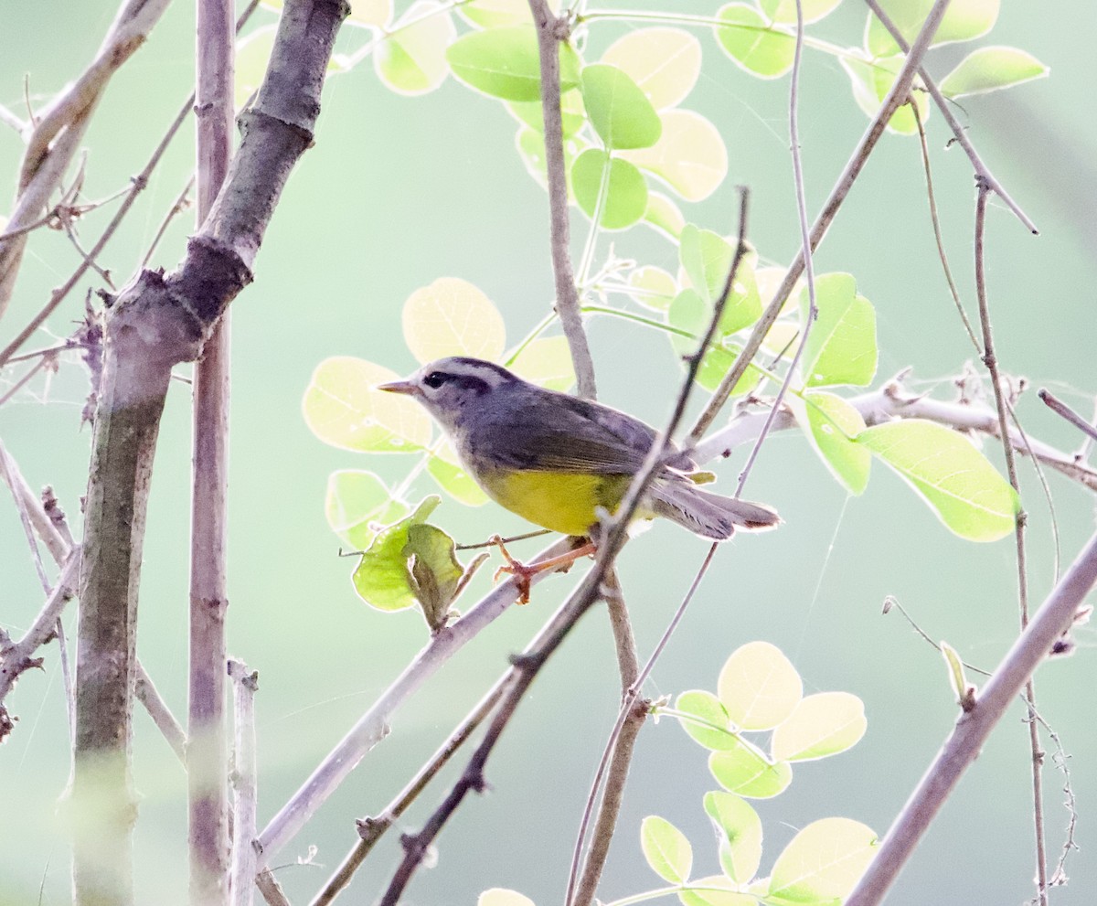 Three-banded Warbler - ML639613777