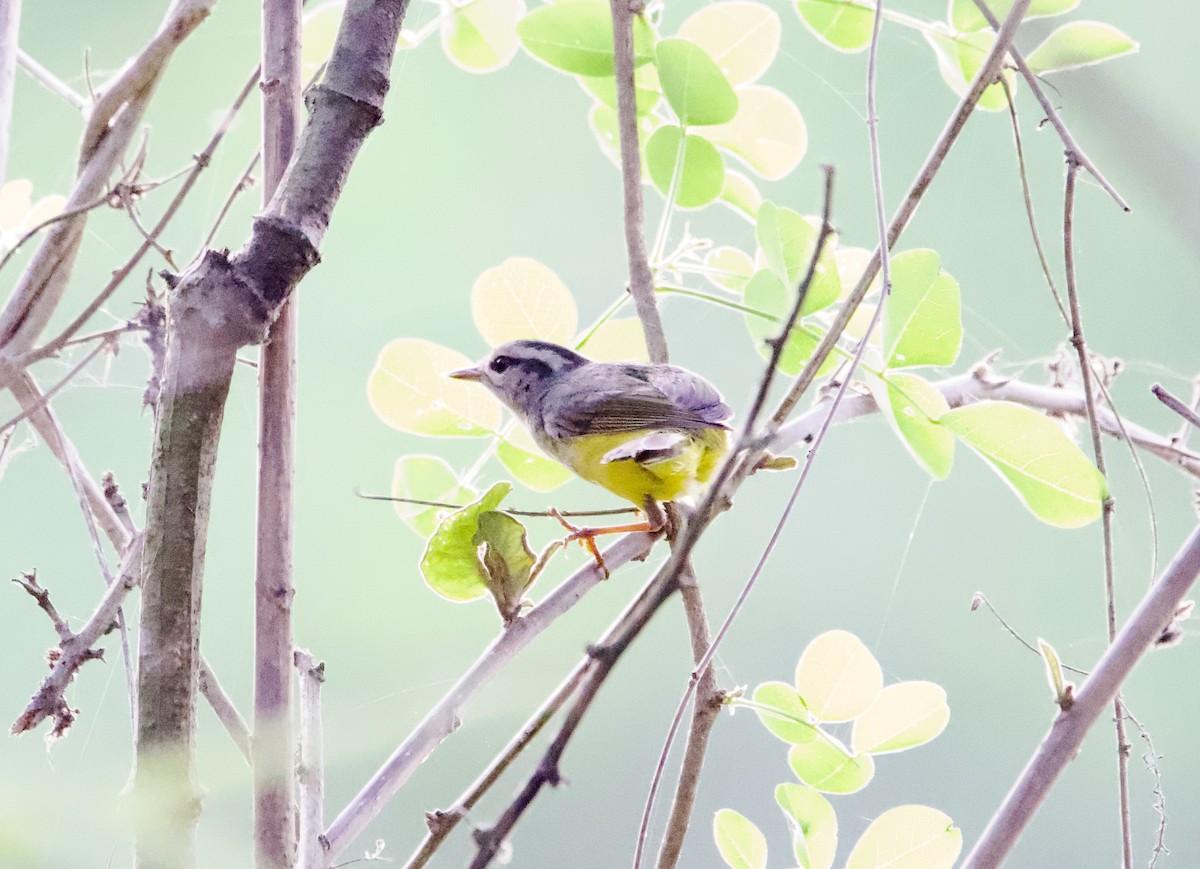 Three-banded Warbler - ML639613778
