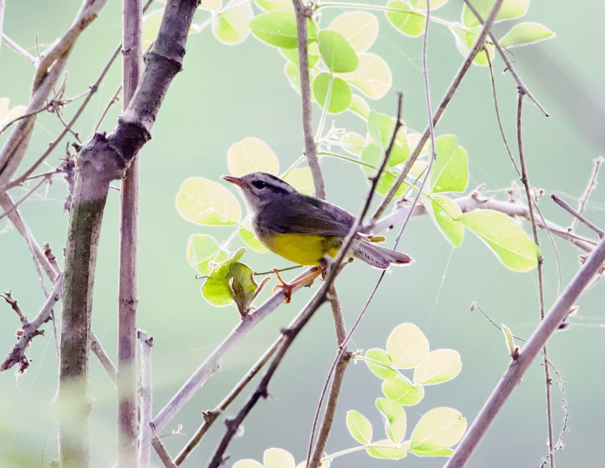 Three-banded Warbler - ML639613779