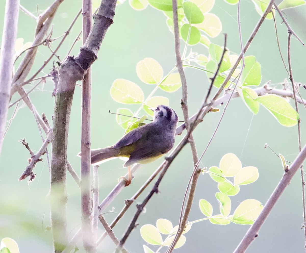 Three-banded Warbler - ML639613781