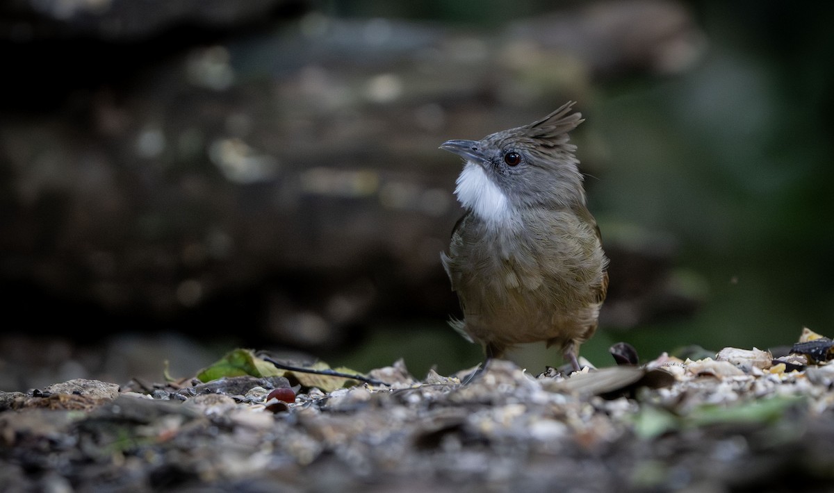 Penan Bulbul - ML639613801