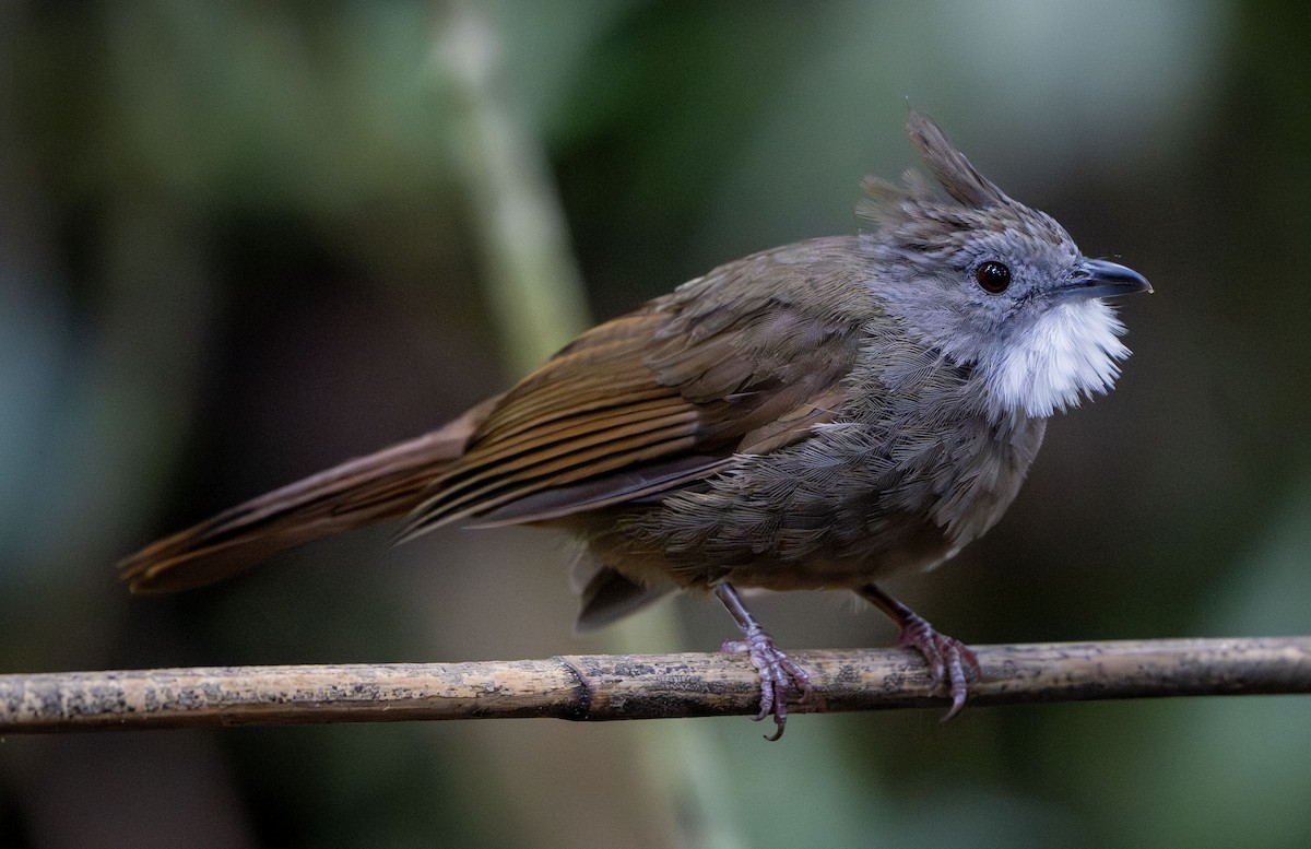 Penan Bulbul - ML639613802
