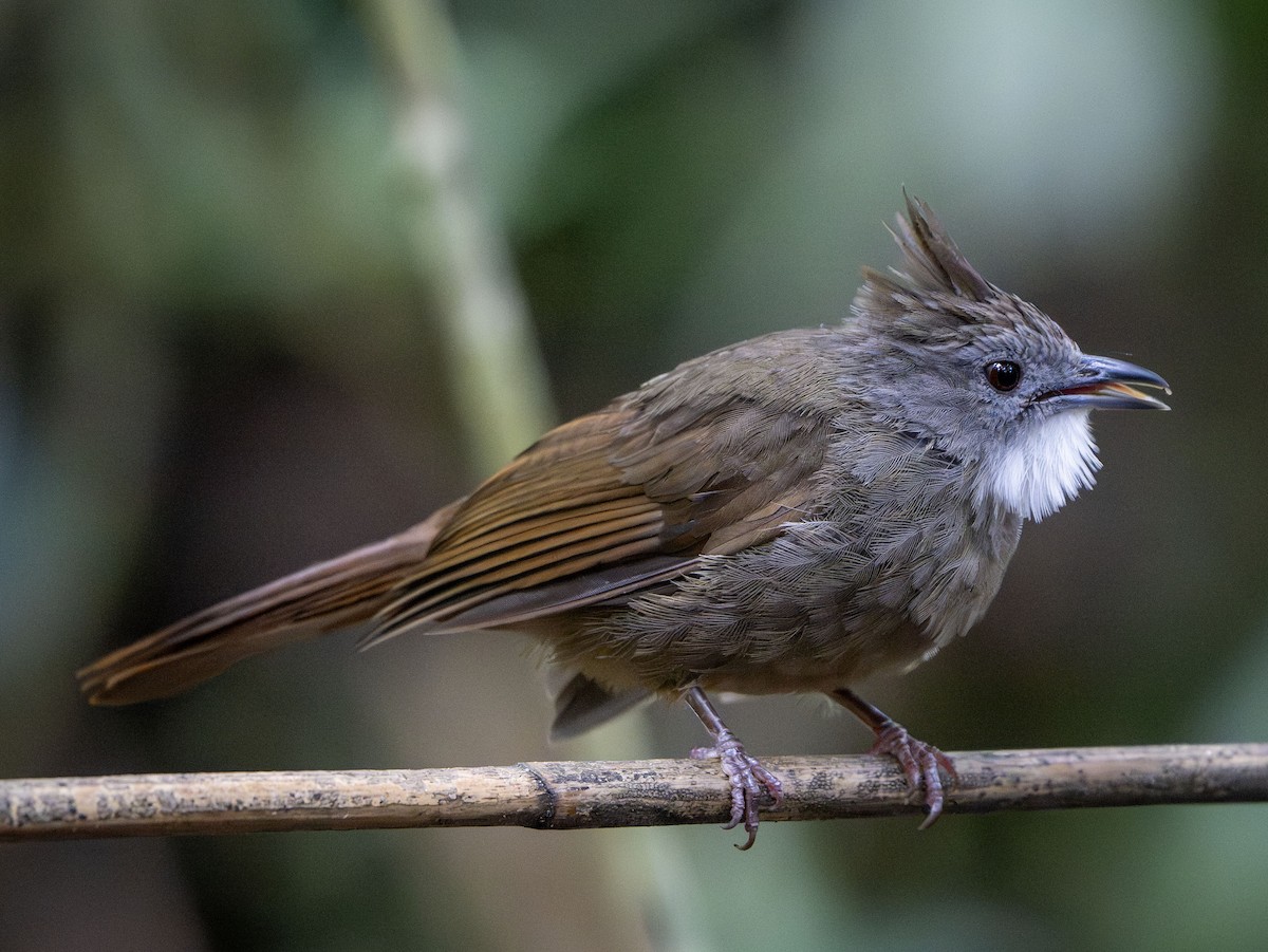Penan Bulbul - ML639613803