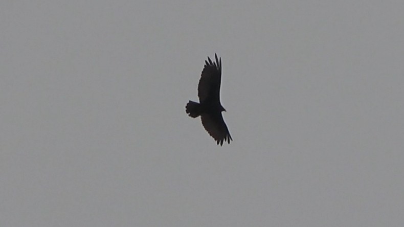 Turkey Vulture - ML639613841