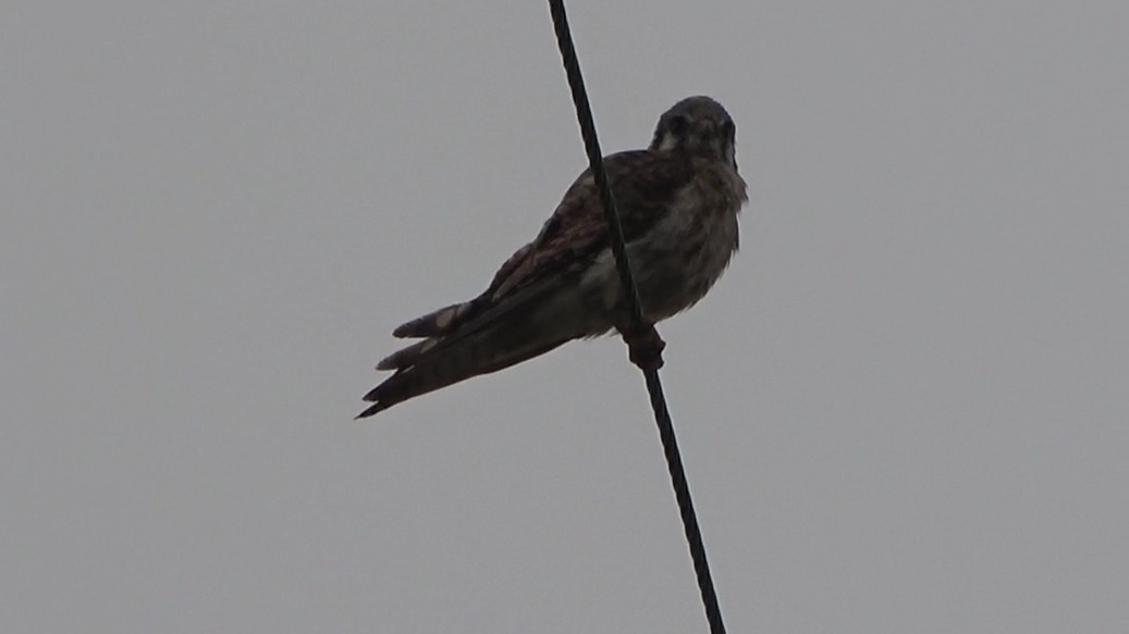 American Kestrel - ML639613874