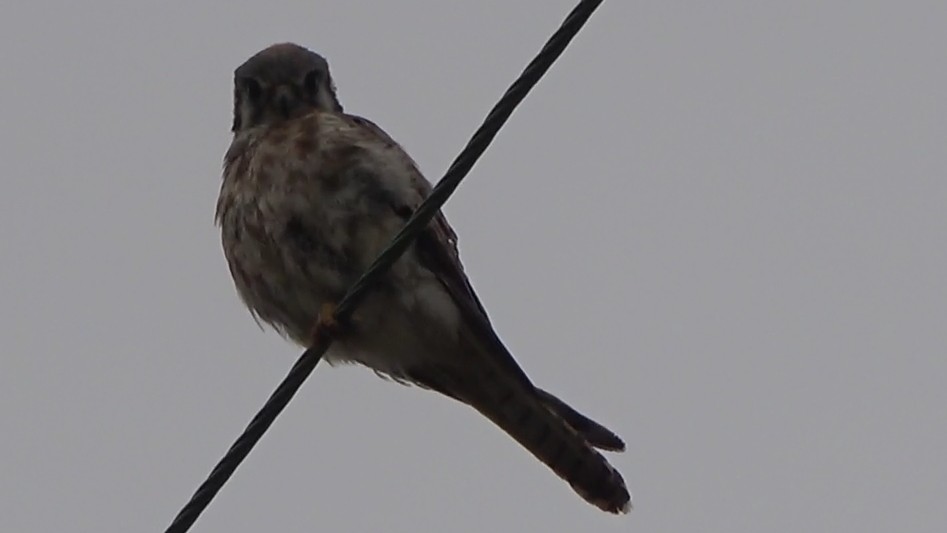 American Kestrel - ML639613875