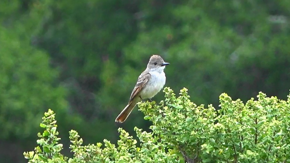 Ash-throated Flycatcher - ML639613882