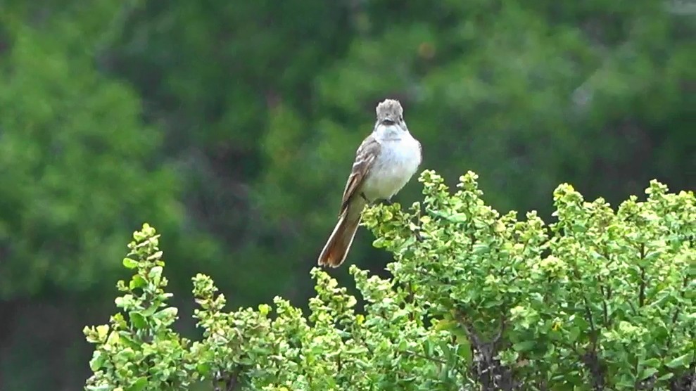 Ash-throated Flycatcher - ML639613883