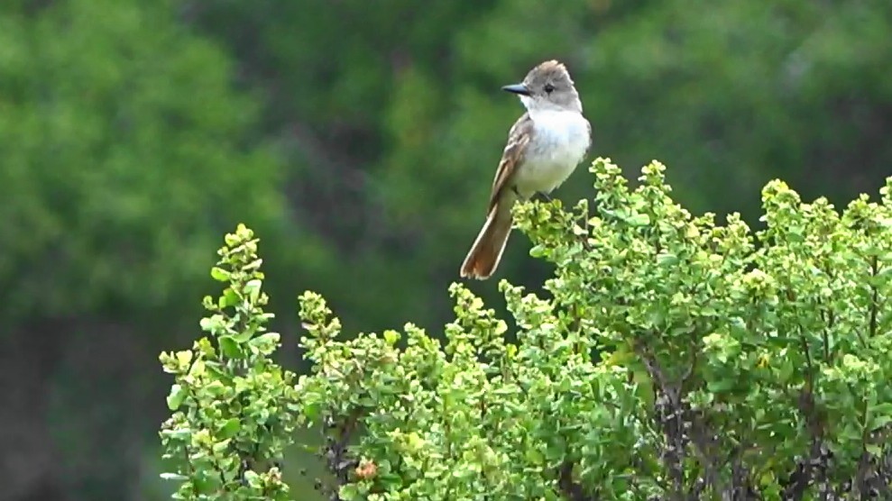 Ash-throated Flycatcher - ML639613884