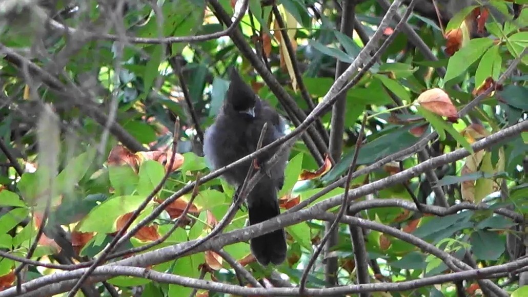 Steller's Jay - ML639613894