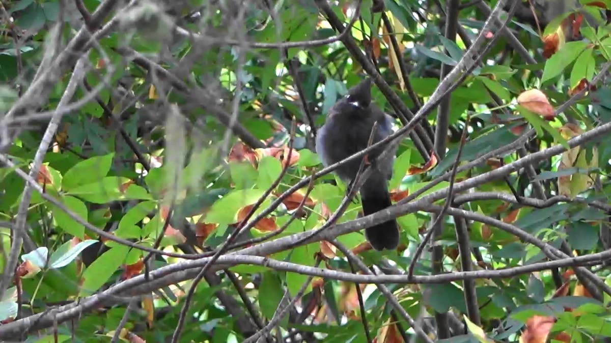 Steller's Jay - ML639613895
