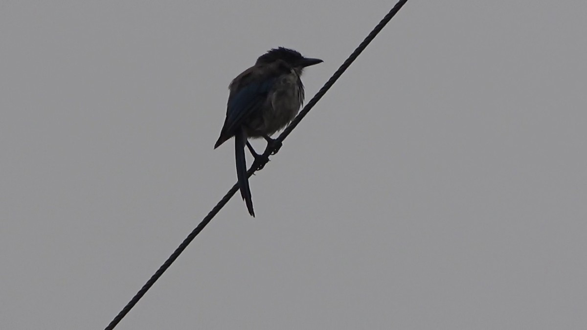 California Scrub-Jay - ML639613902