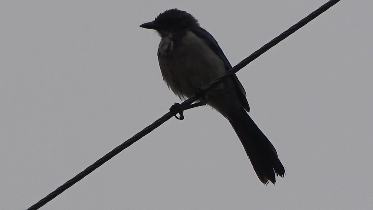 California Scrub-Jay - ML639613903