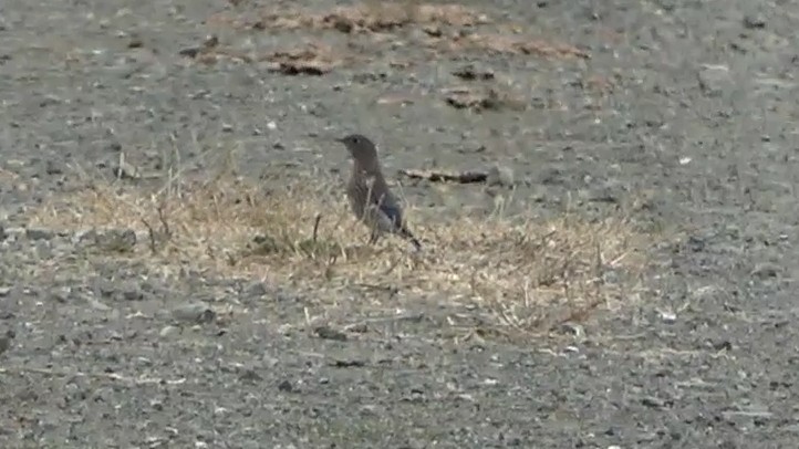 Western Bluebird - ML639613912