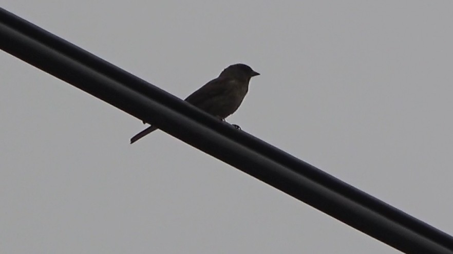 Western Bluebird - ML639613913