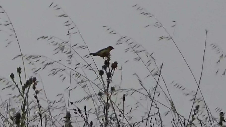 Lesser Goldfinch - ML639613920