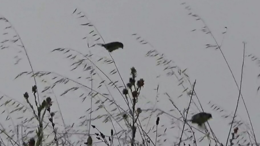 Lesser Goldfinch - ML639613921
