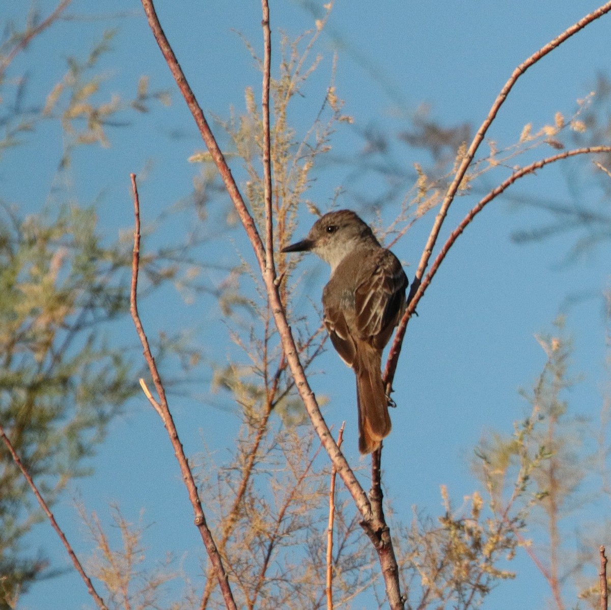 Ash-throated Flycatcher - ML639613970