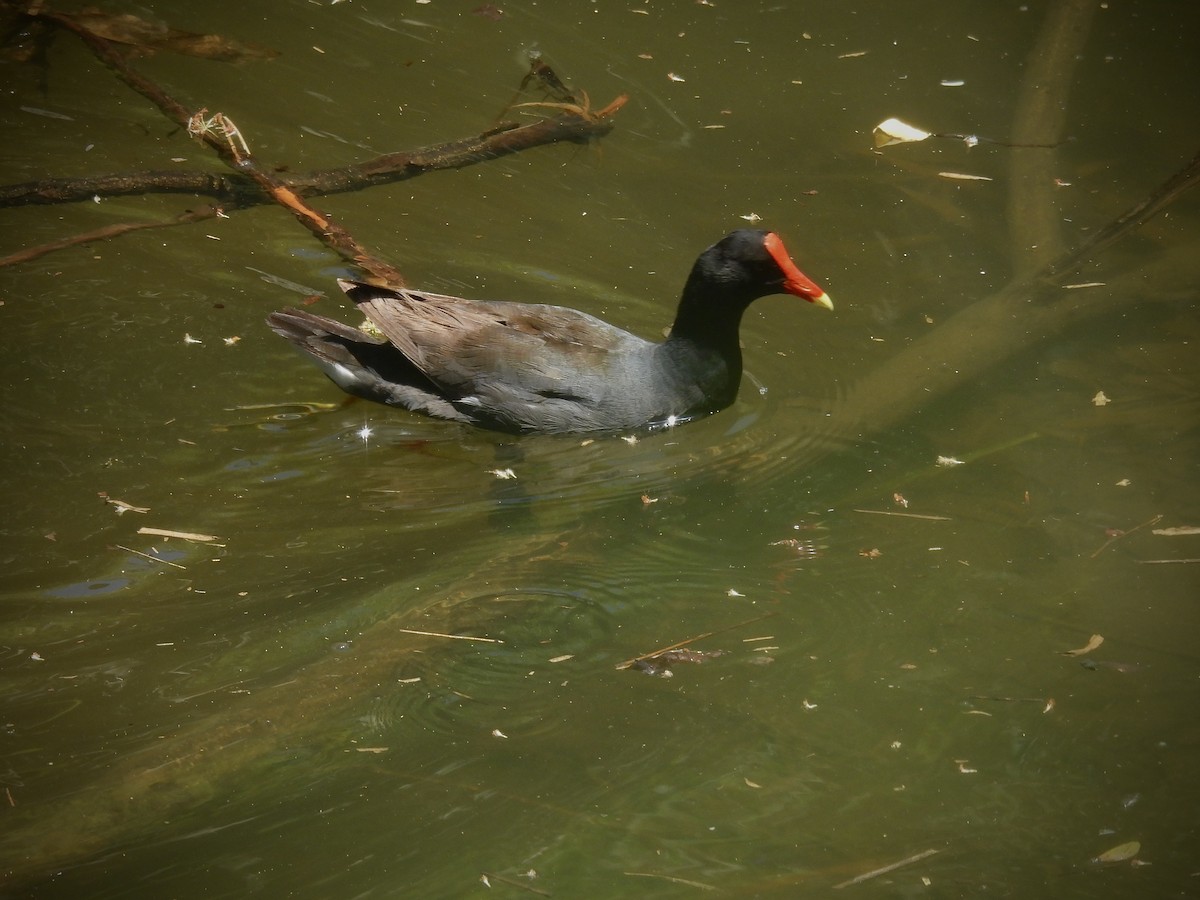 Common Gallinule - ML639613983