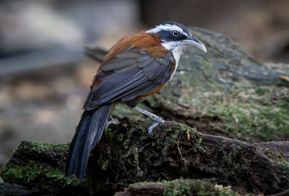 Sunda Scimitar-Babbler - ML639613989
