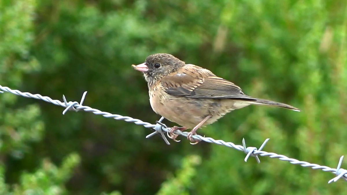 Dark-eyed Junco - ML639613992