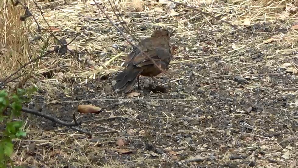 California Towhee - ML639614007