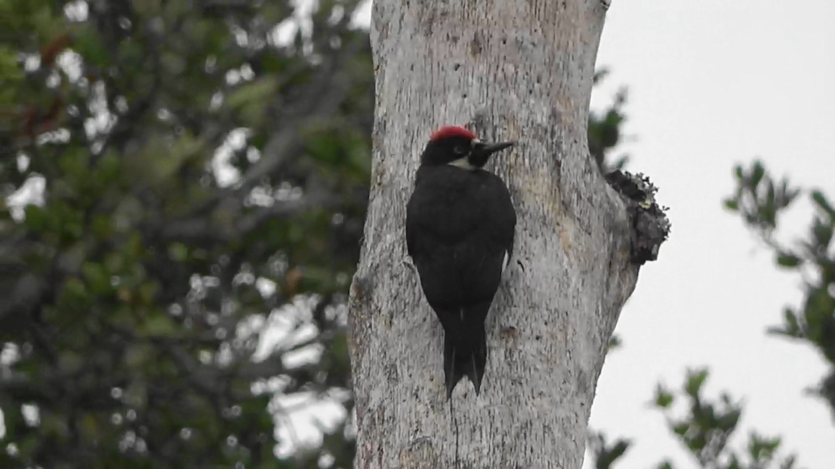 Acorn Woodpecker - ML639614063