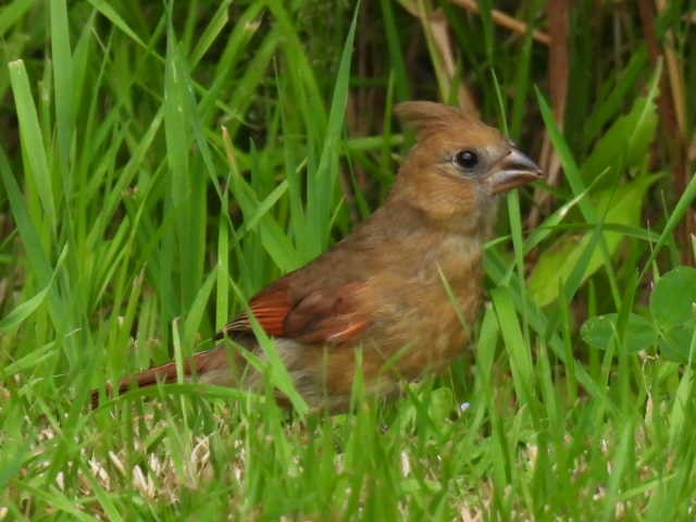 Cardinal rouge - ML639614105