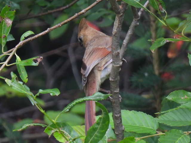 Cardinal rouge - ML639614106