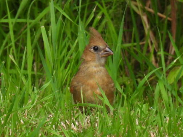 Cardinal rouge - ML639614107